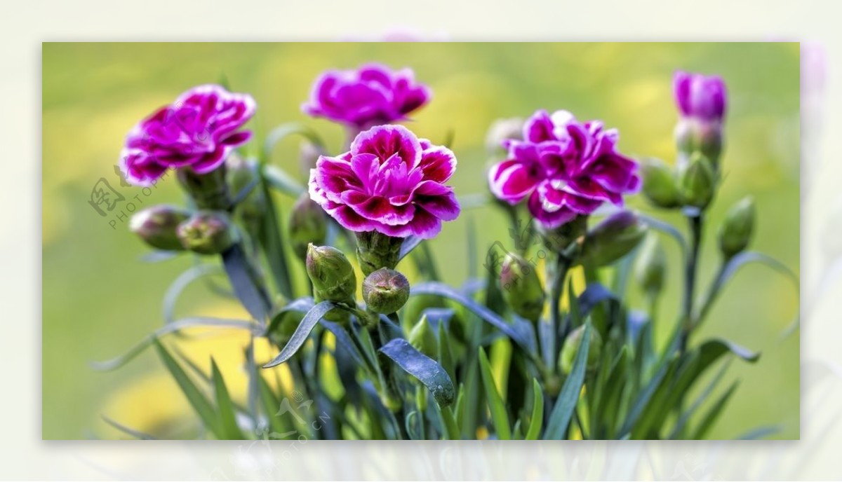 康乃馨紫色花束礼品装饰