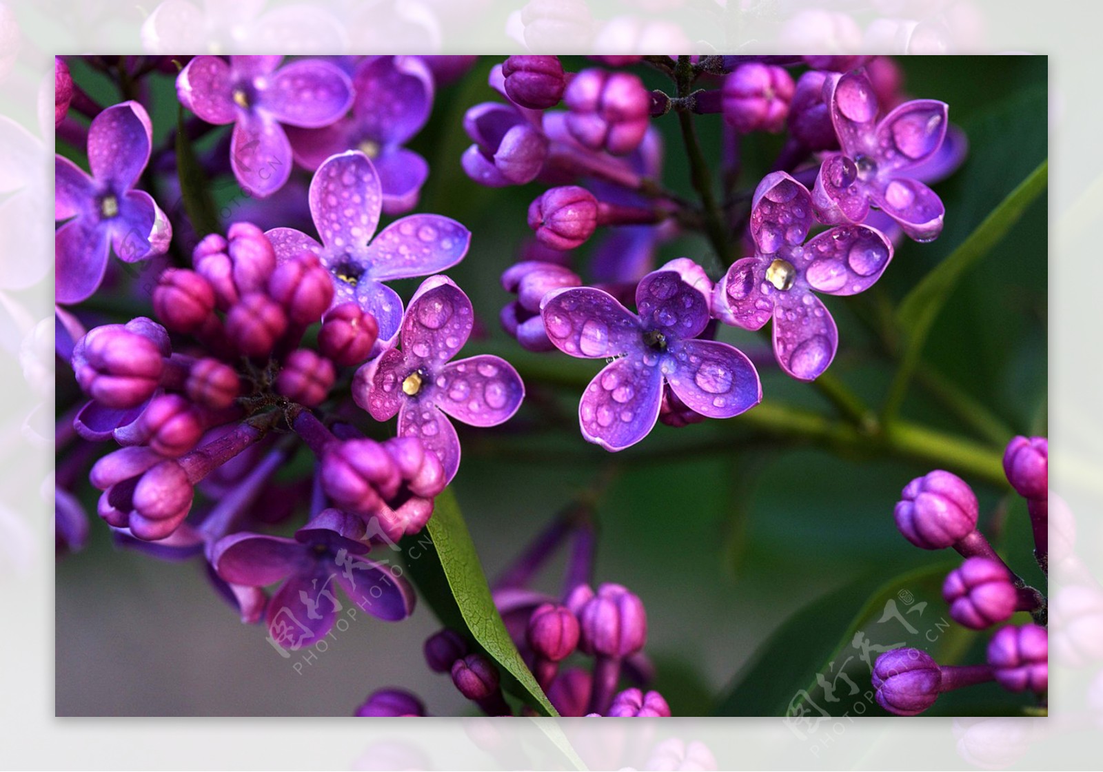 白色背景里的紫色花束图片素材_免费下载_jpg图片格式_高清图片568632_摄图网