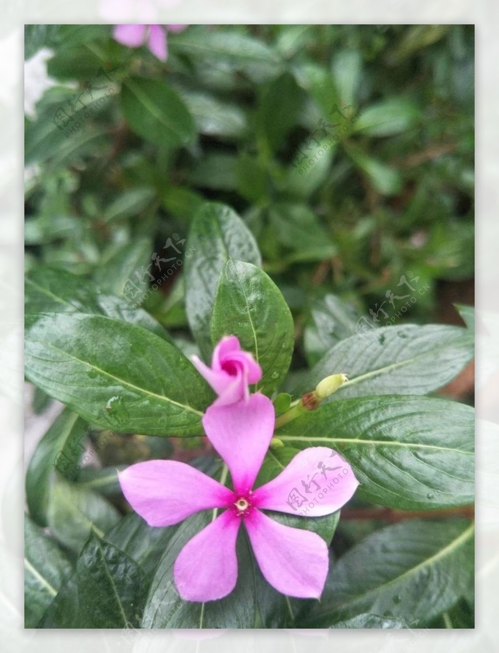 长春花花背景绿叶鲜花