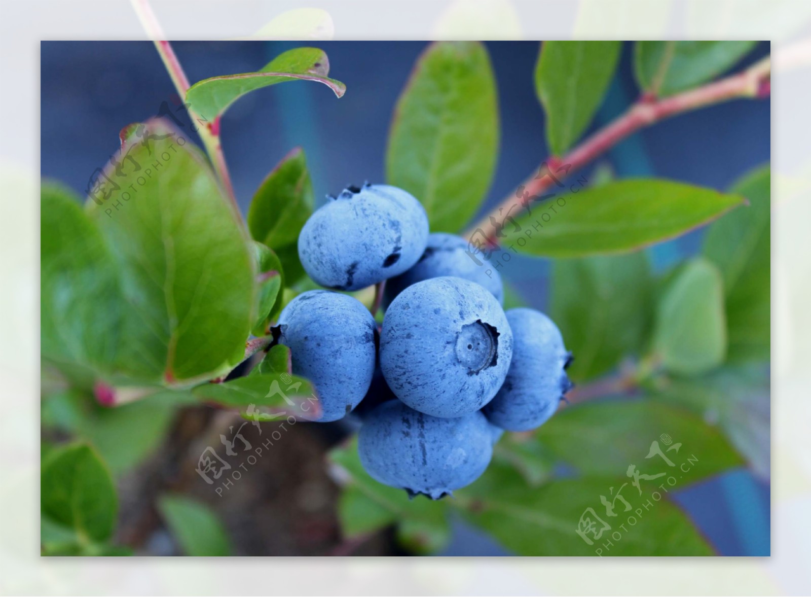 蓝莓