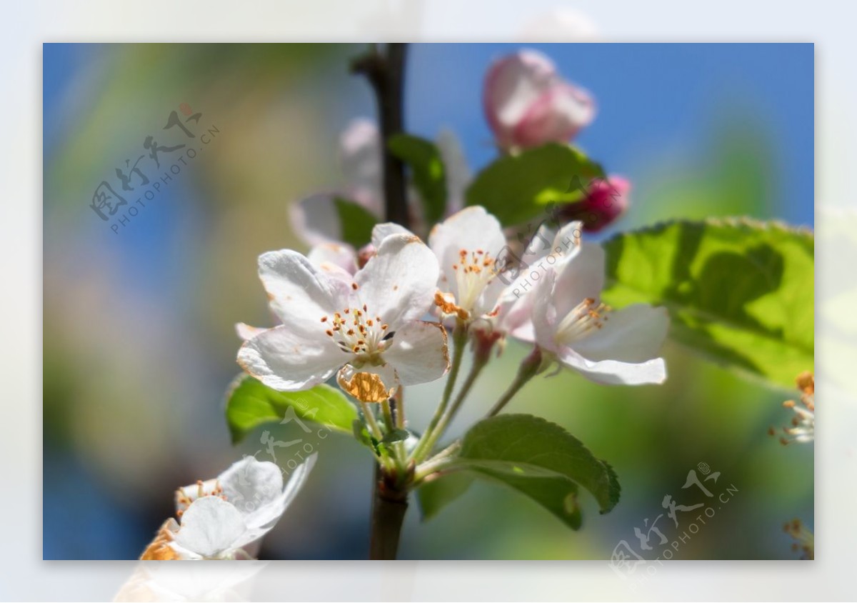 苹果花