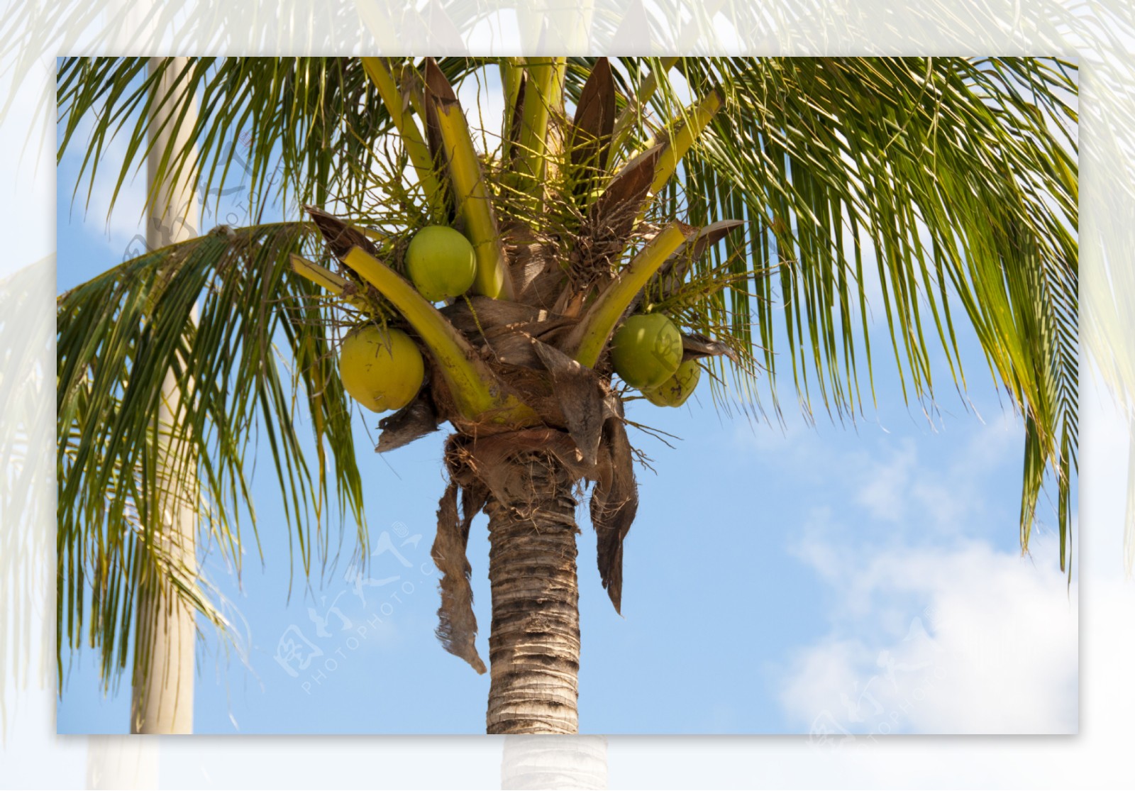 椰子树椰果仰拍夏季丰收