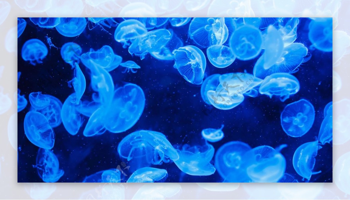 蓝色水母海洋生物