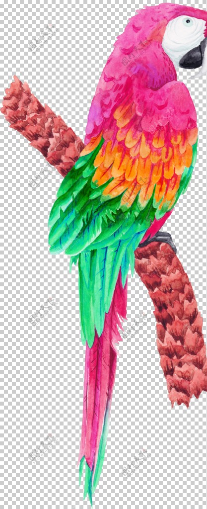 热带动物鹦鹉插画