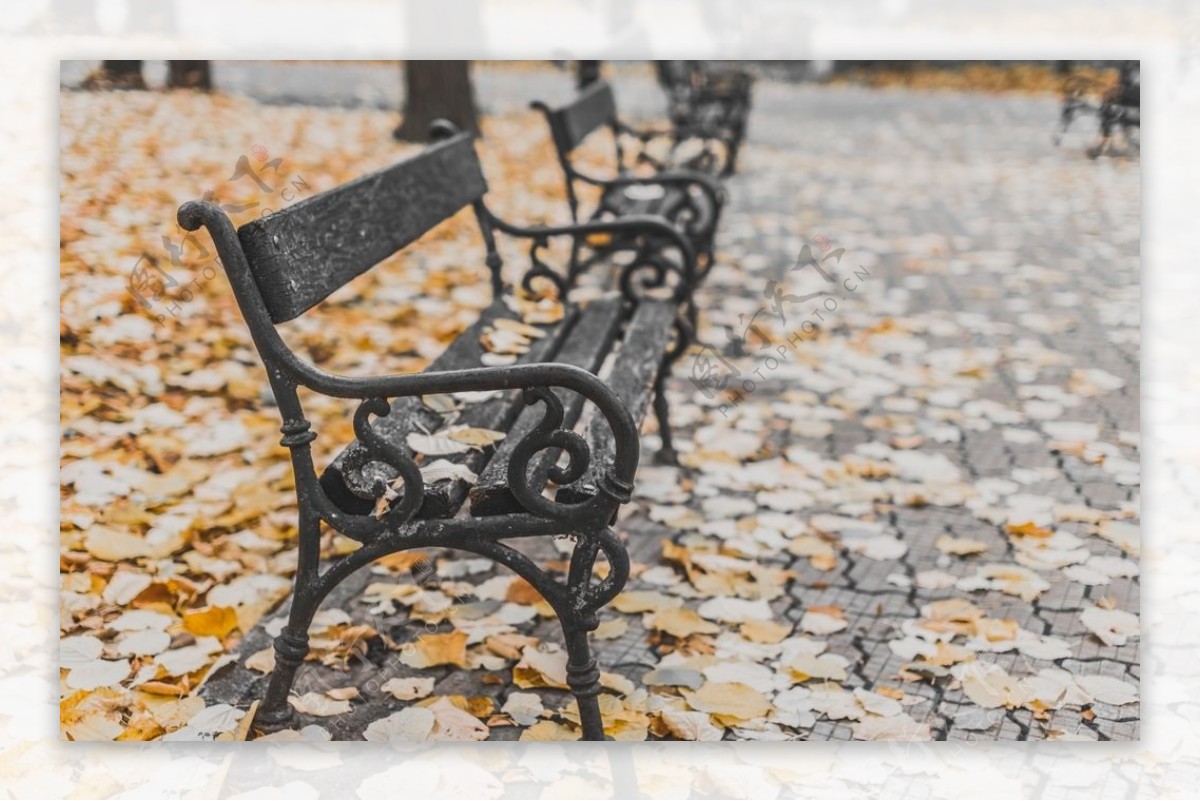 公园长椅落叶树叶秋天