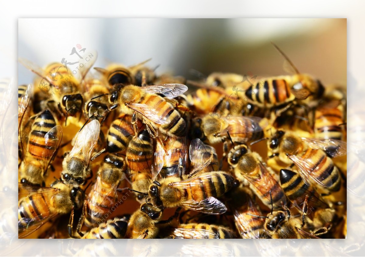 蜂巢图片素材-编号33451638-图行天下