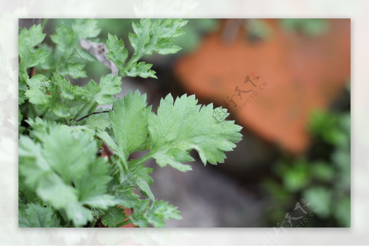 香菜种植方法和时间 - 花百科