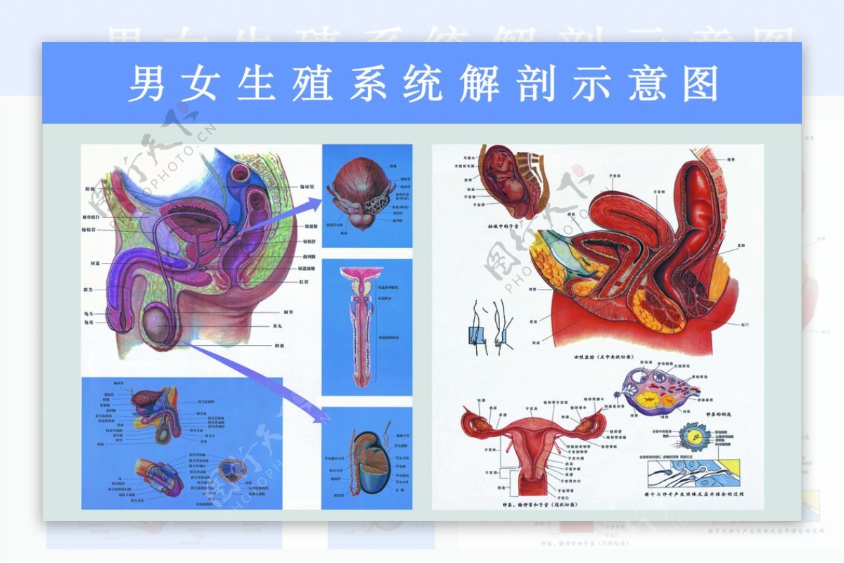 图145 睾丸和附睾-人体解剖组织学-医学