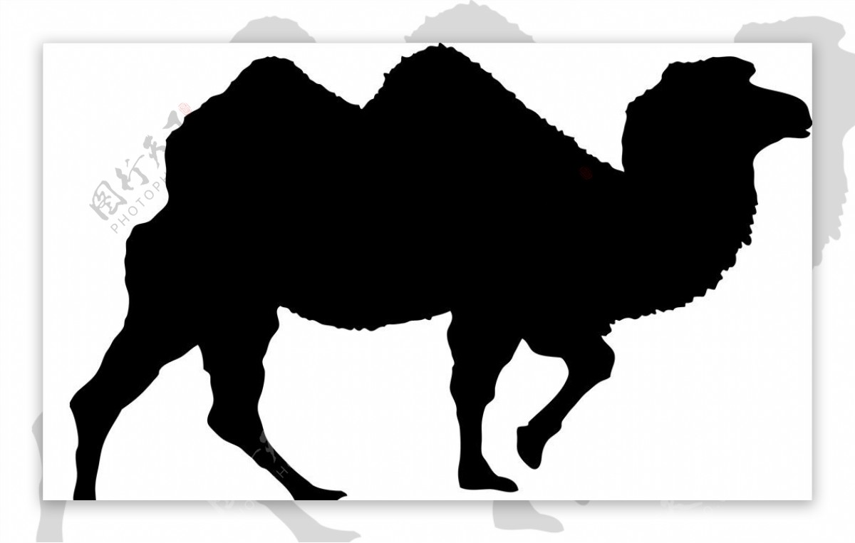 野生动物系列骆驼剪影
