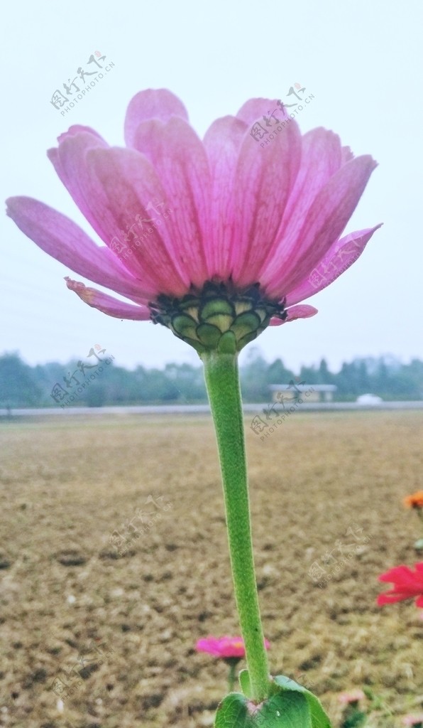 百日菊百日草装饰花朵秋