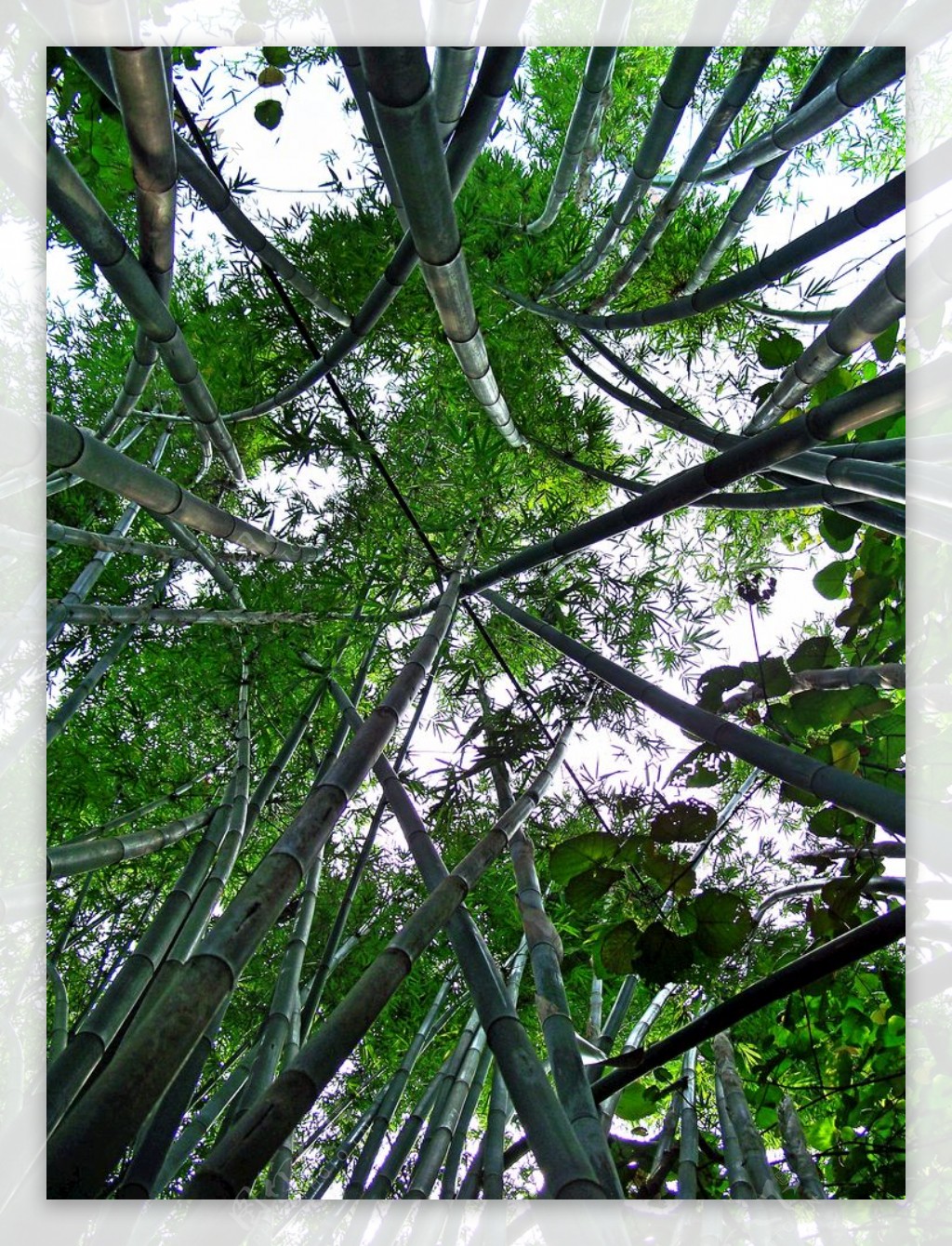 绿色竹海竹林山林森林