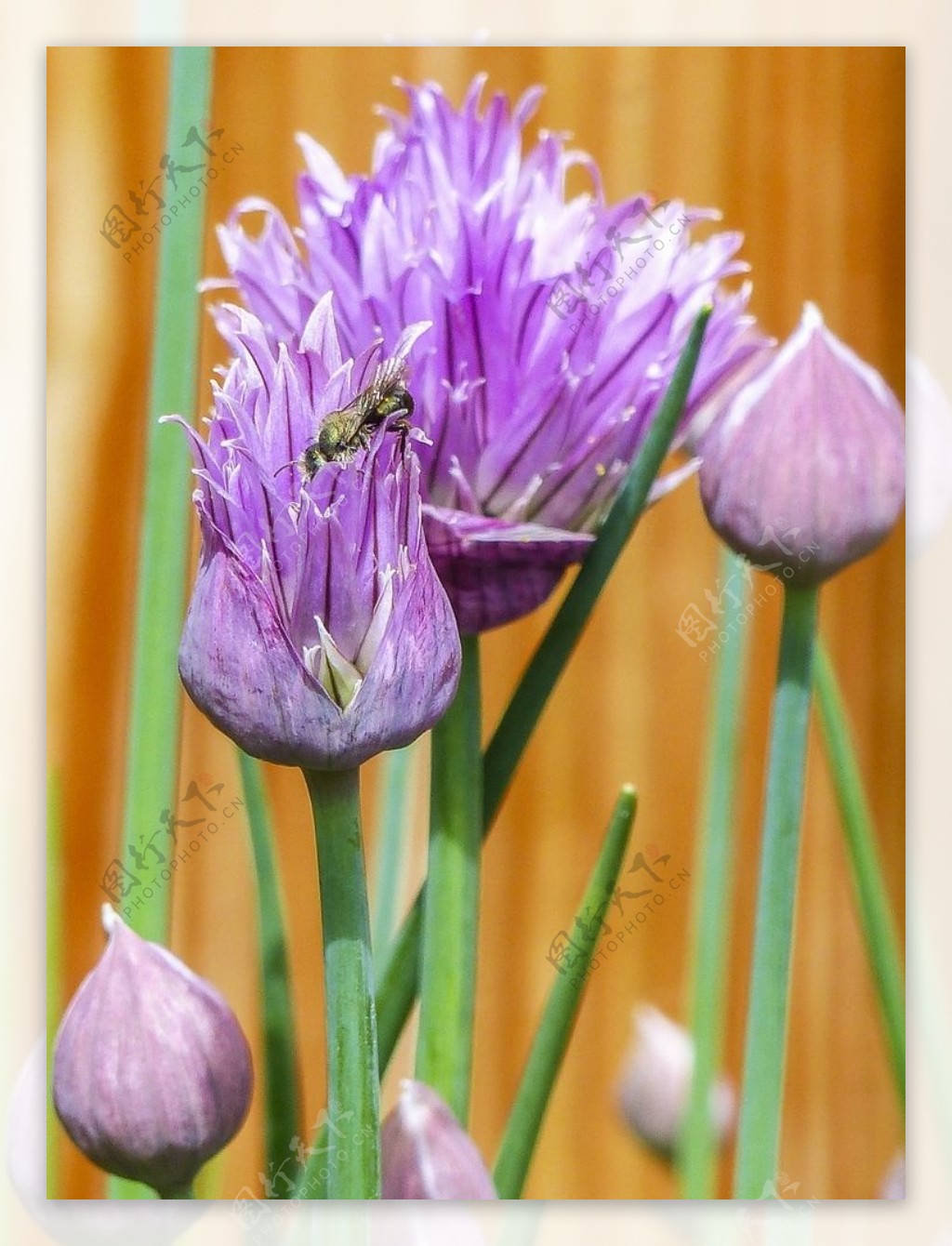 紫色洋葱花观赏jpg图片免费下载_编号1pehww69z_图精灵