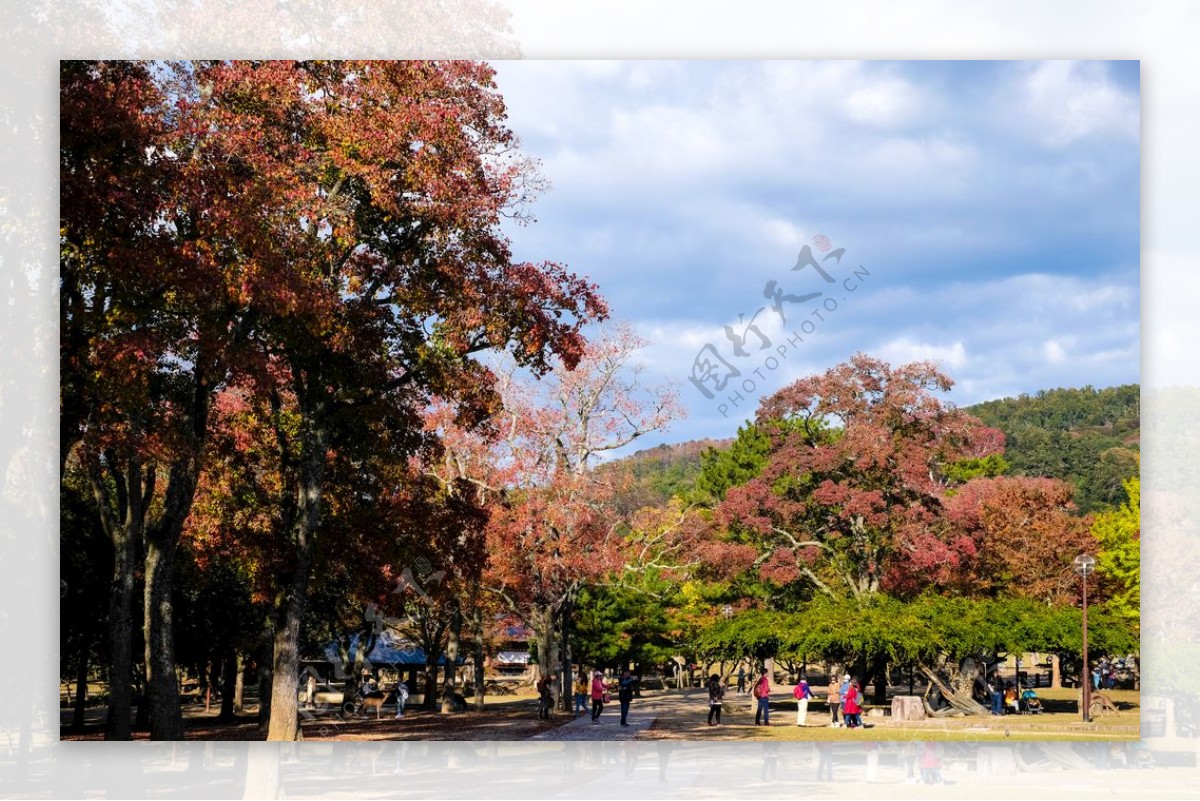 日本奈良公园秋景