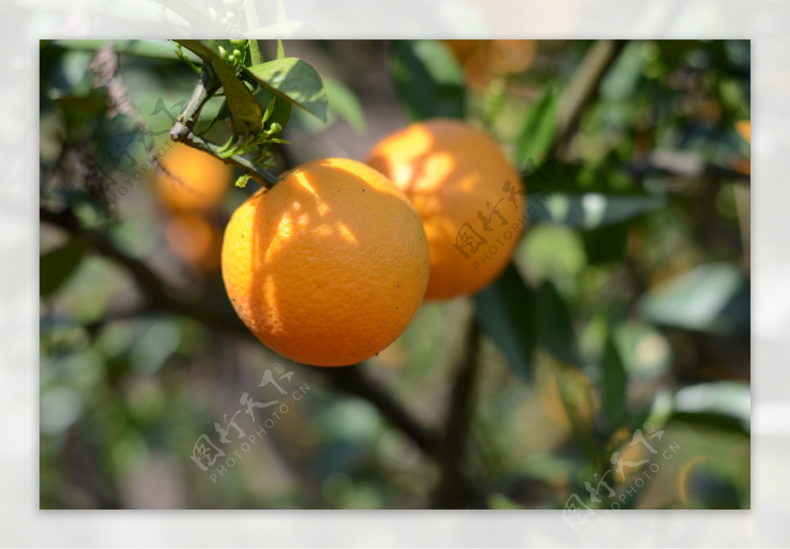 脐橙树上的橙子