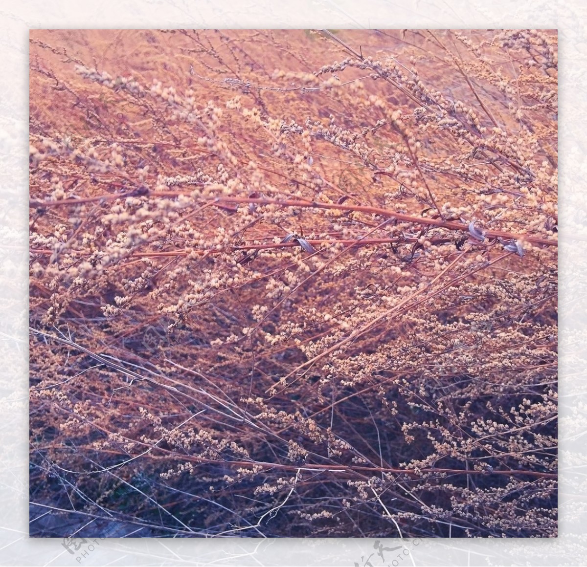冬天里的枯草丛