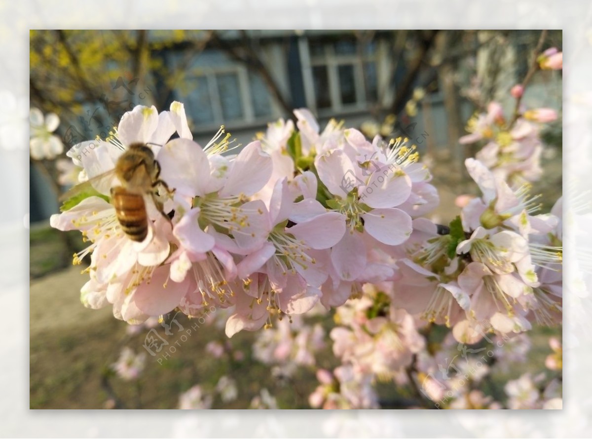 蜂恋花