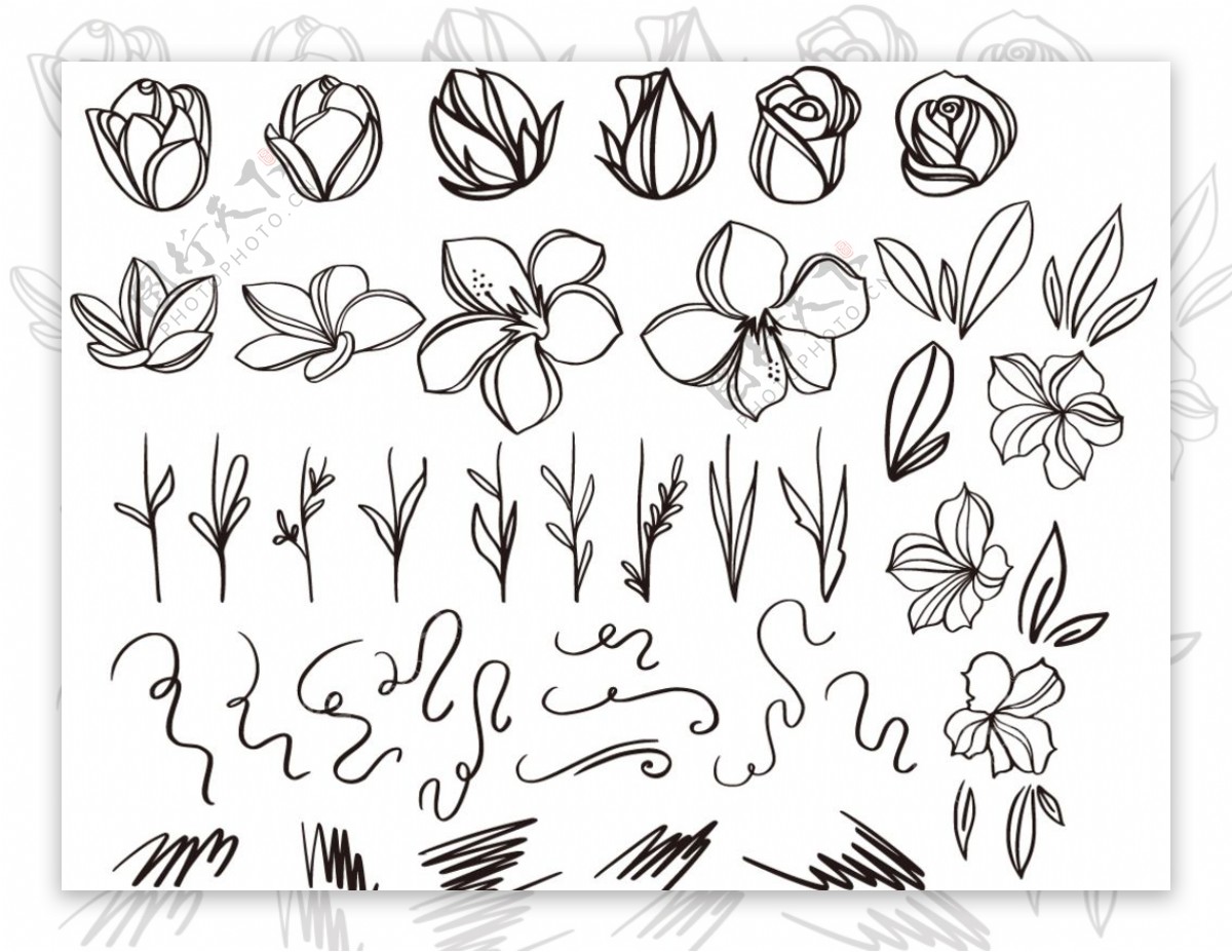 白描花苞花卉线稿
