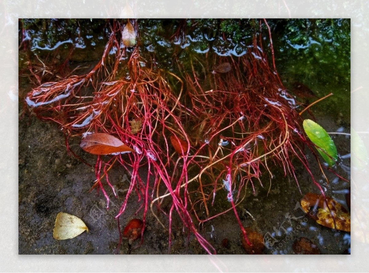 红色根系植物根系特写