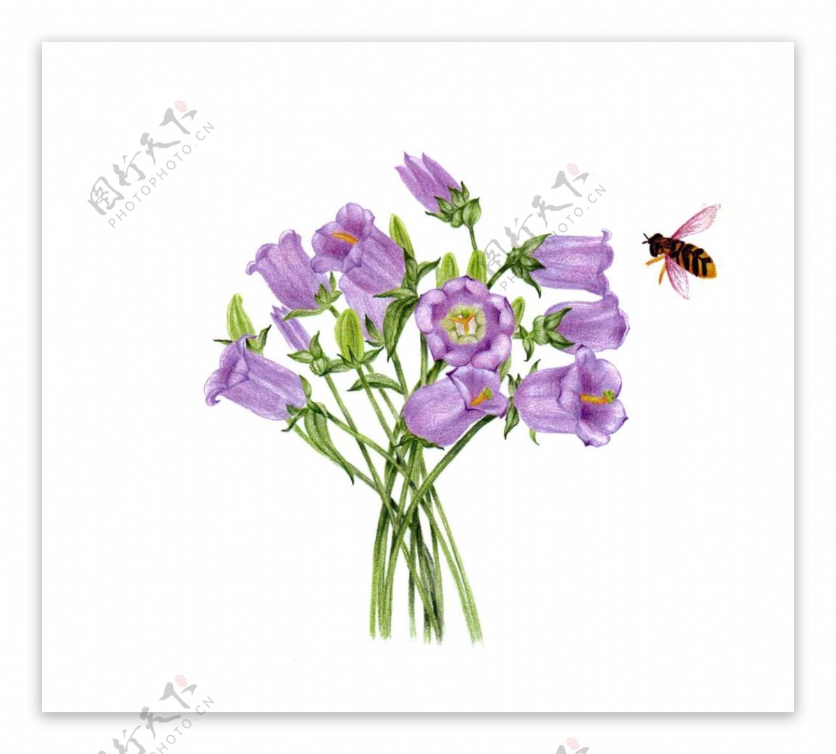 手绘紫的花朵