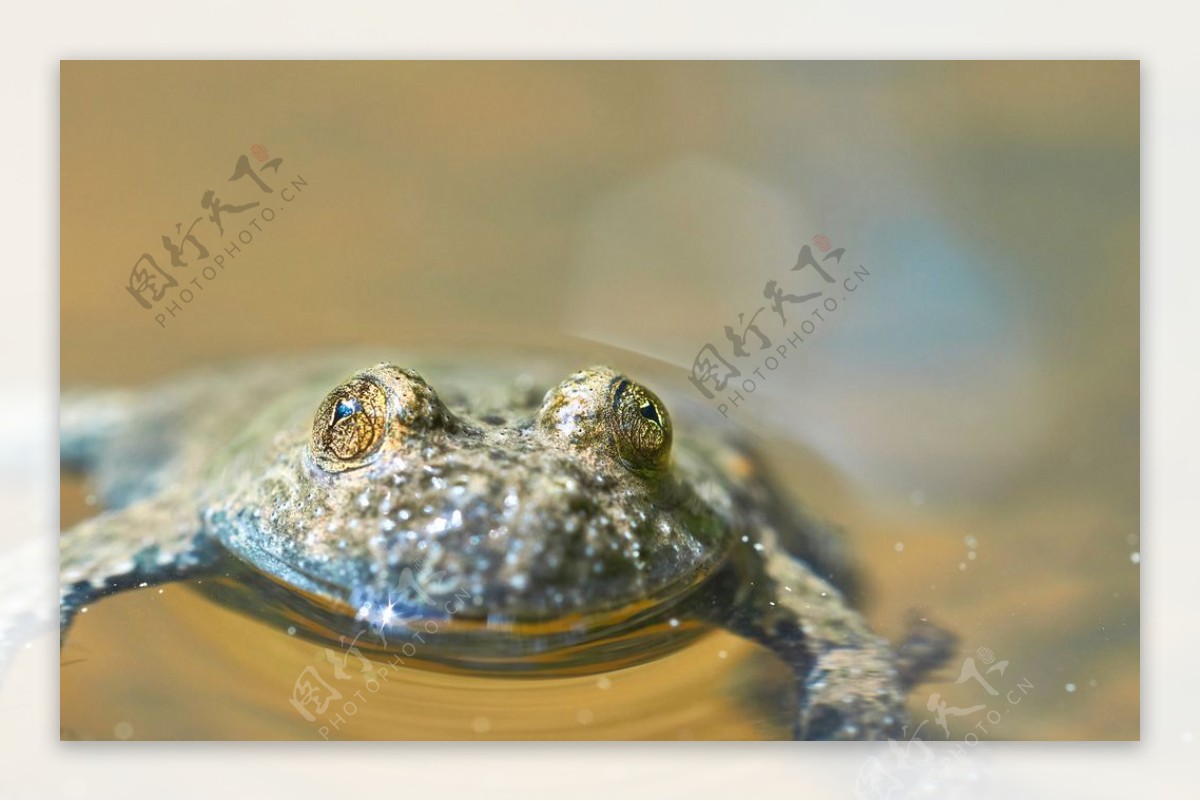 一只野生蟾蜍青蛙癞蛤蟆