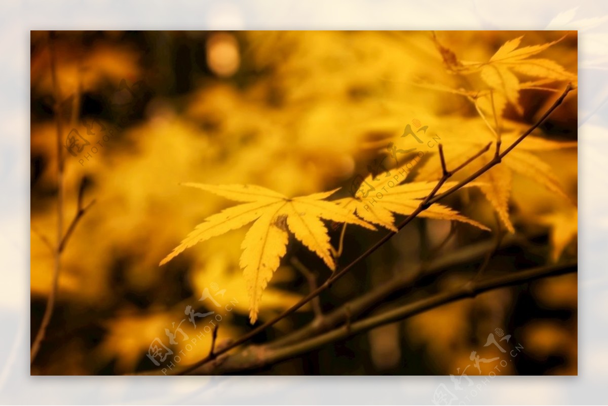 秋天用微距摄影的枫叶