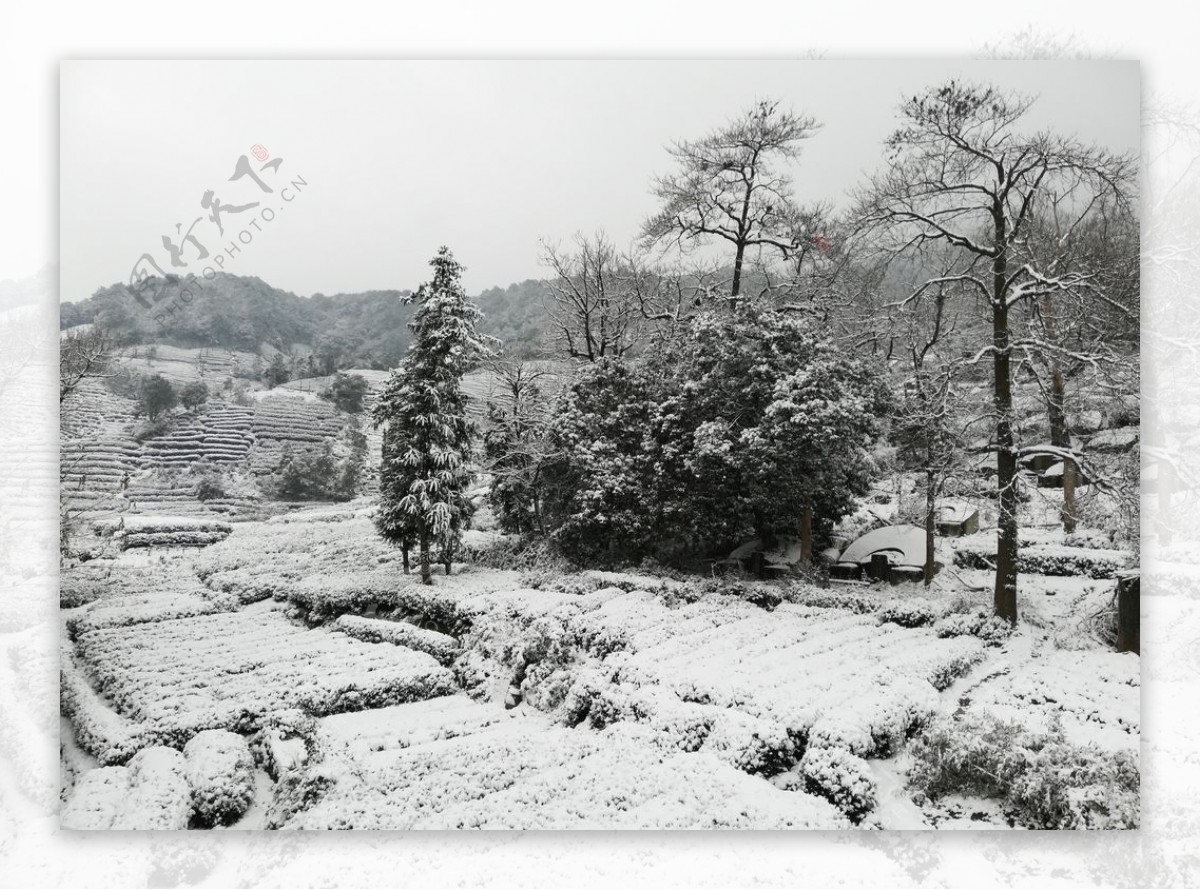 西湖龙井茶园雪景