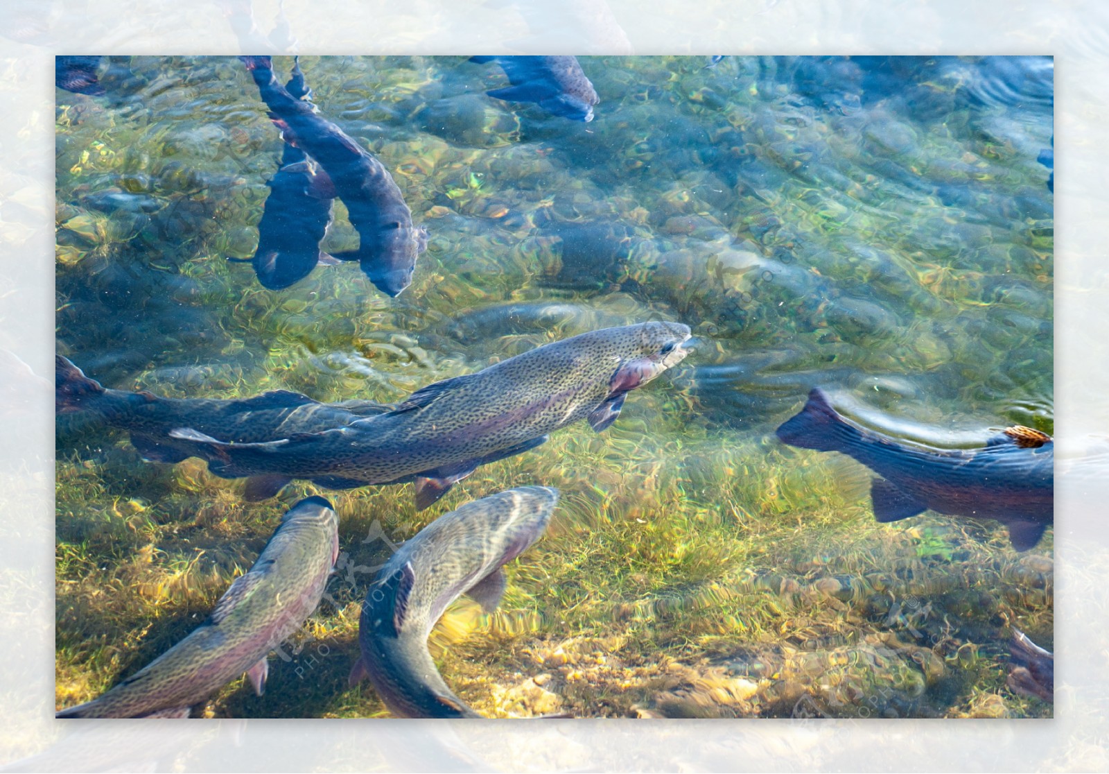 虹鳟鱼-名特食品图谱-图片