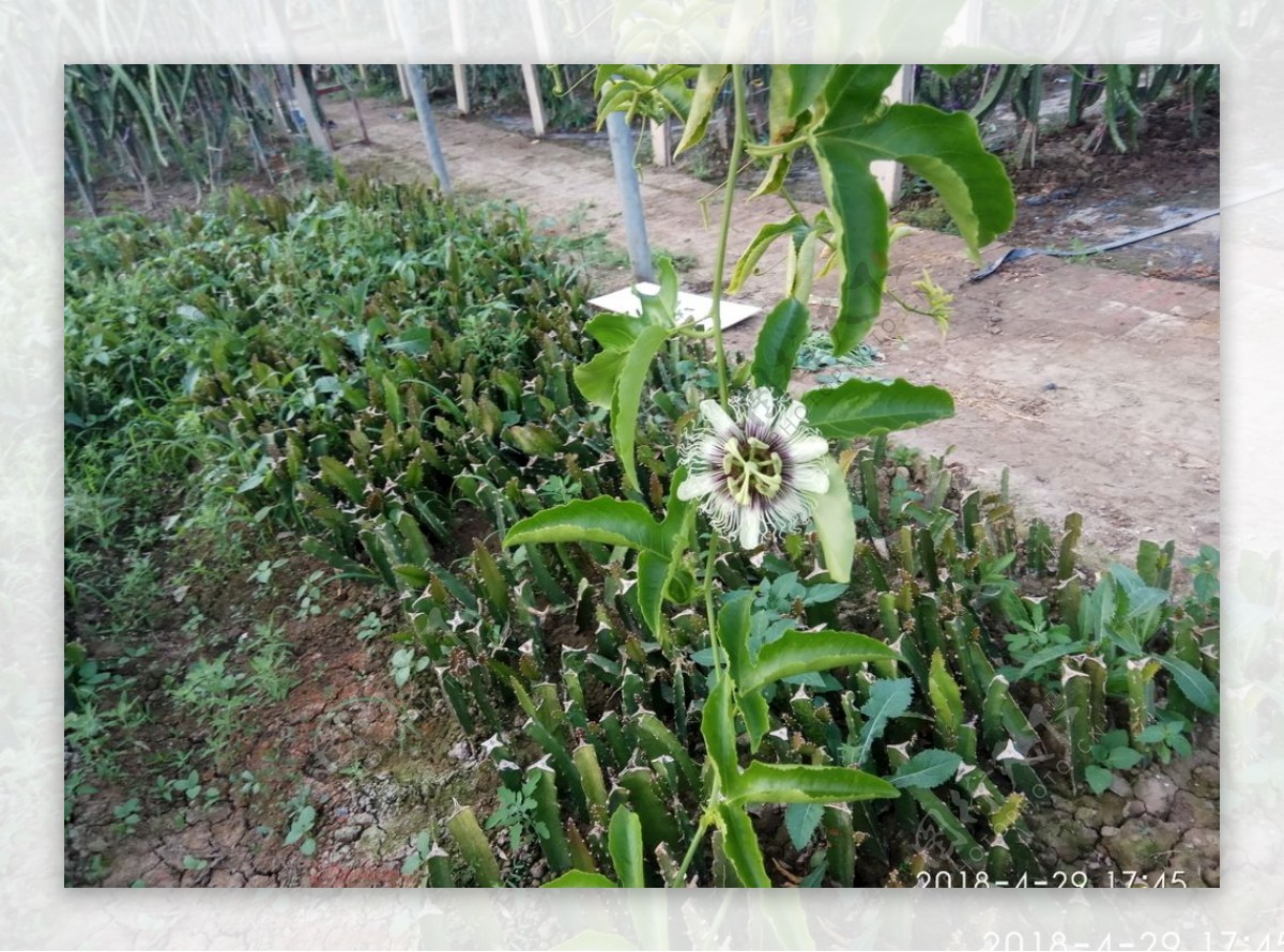 百香果花