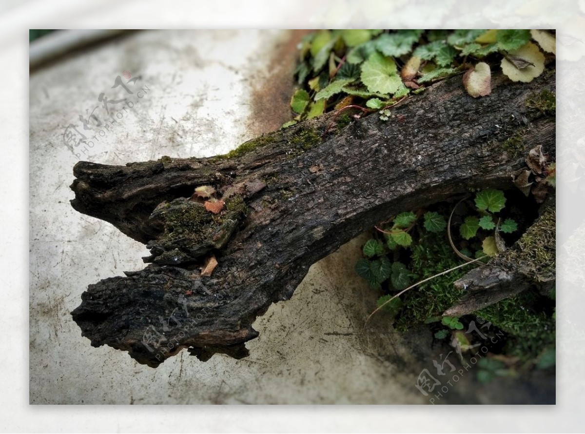 朽木木材树根枯树木纹