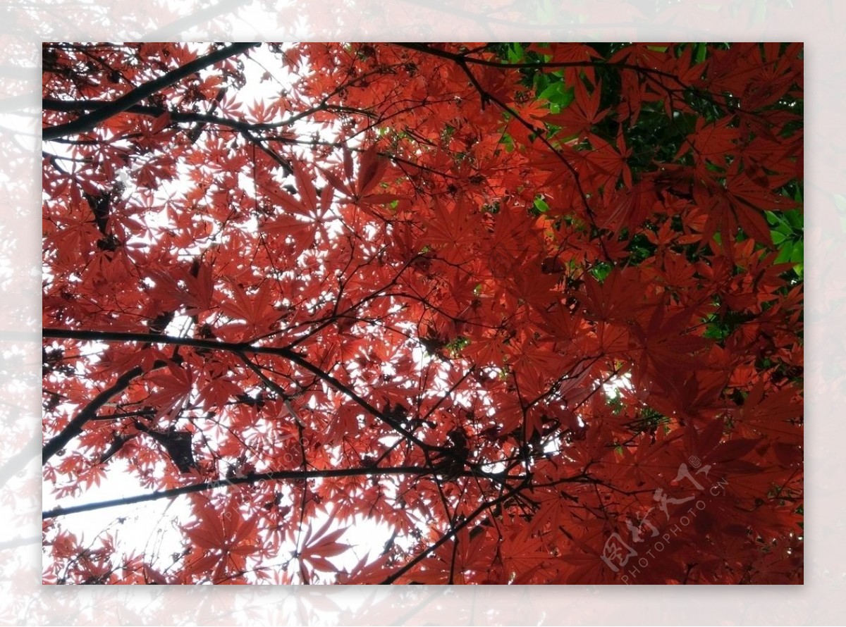 五角枫枫树红色枫叶树叶