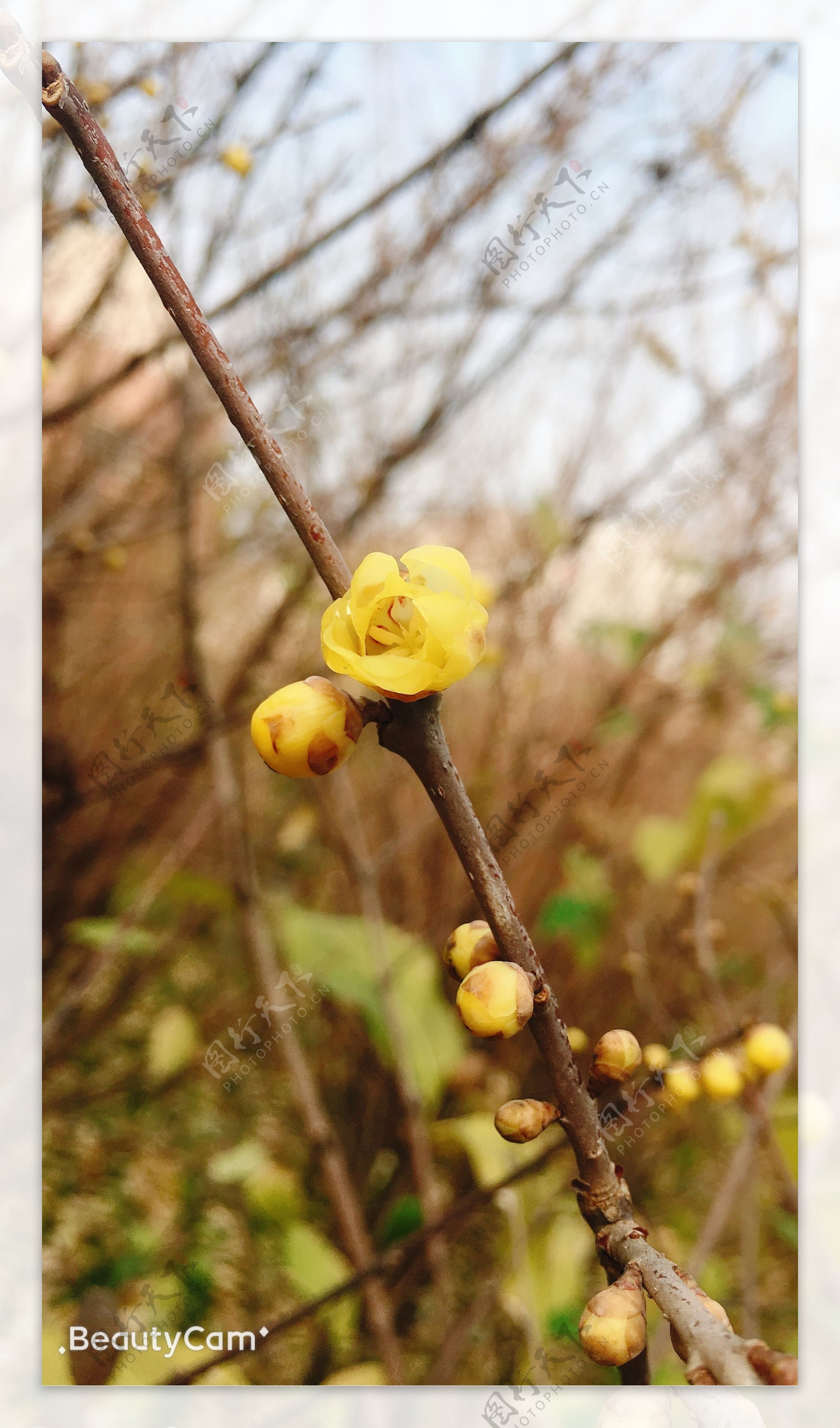 蜡梅树枝花瓣蓝天花苞