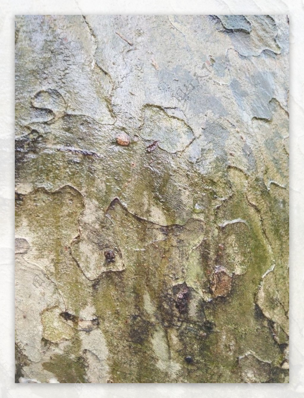 树干树木树皮纹理材质