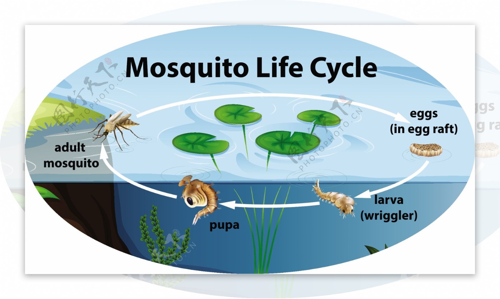 蚊子的生命周期