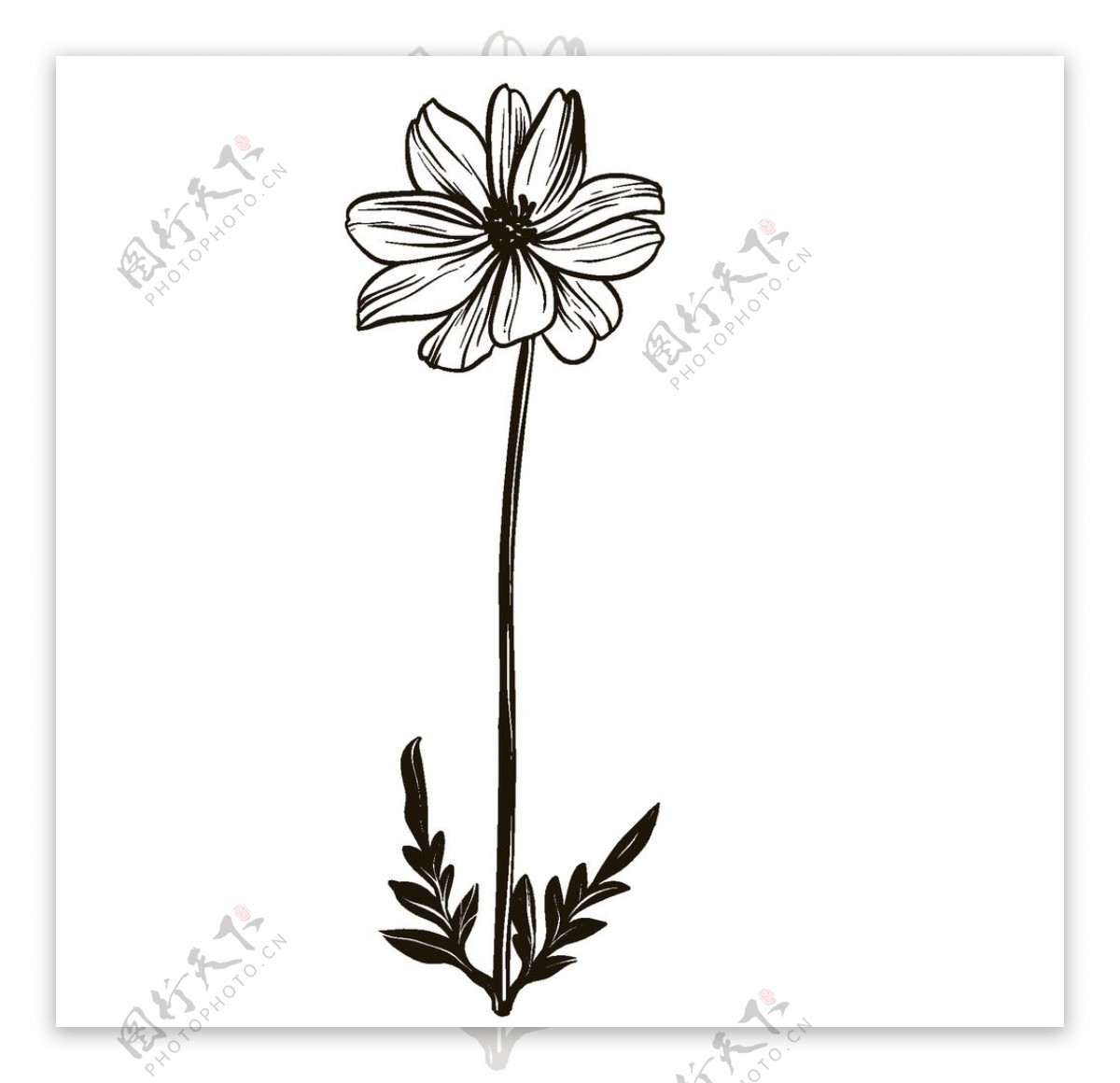 素描绘画植物花朵