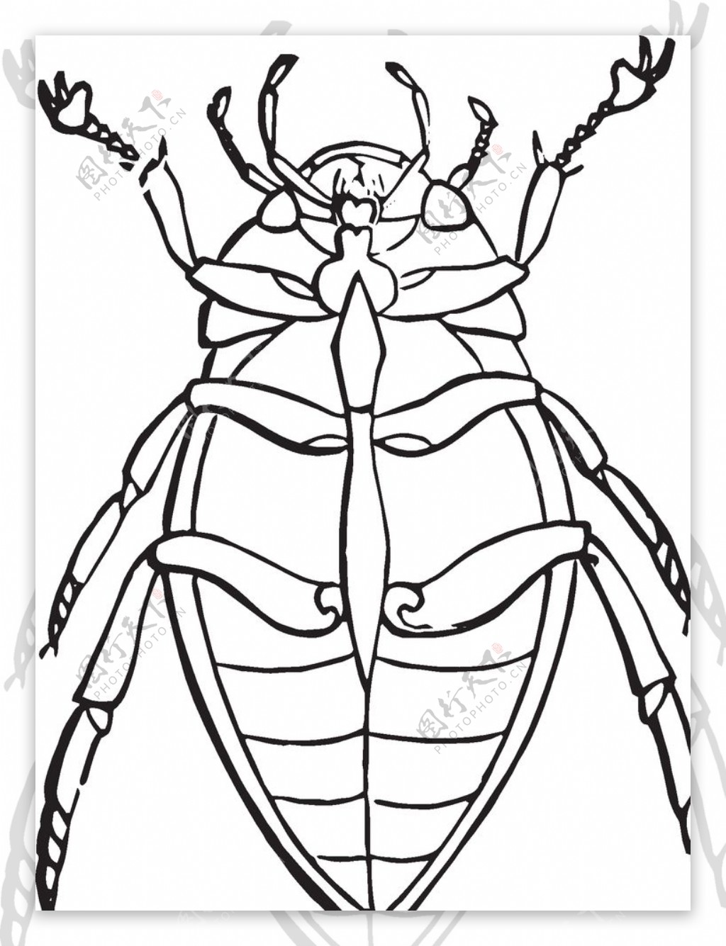 自然昆虫标本插画