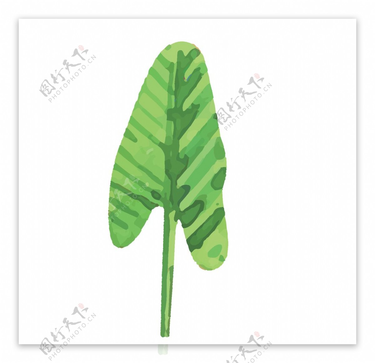 绿色水彩植物树叶