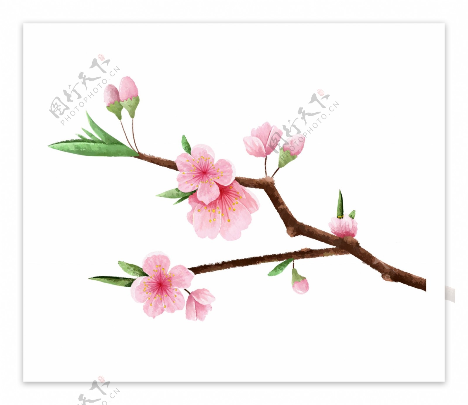 手绘一朵盛开的粉色桃花图片素材-编号32243536-图行天下