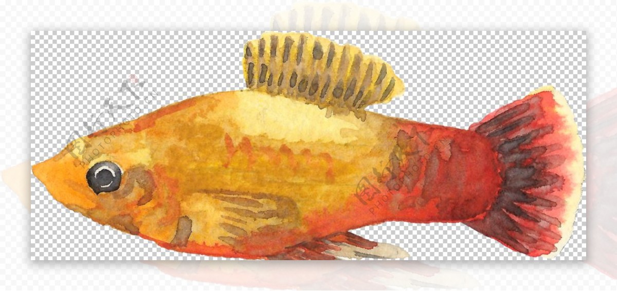手绘水彩金色深海鱼