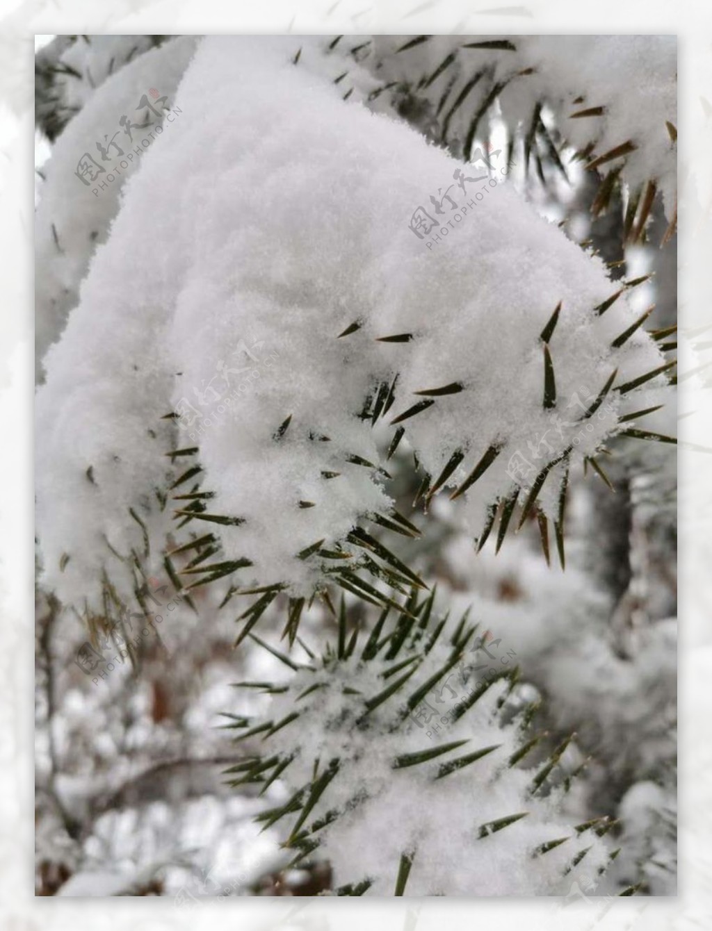 雪景