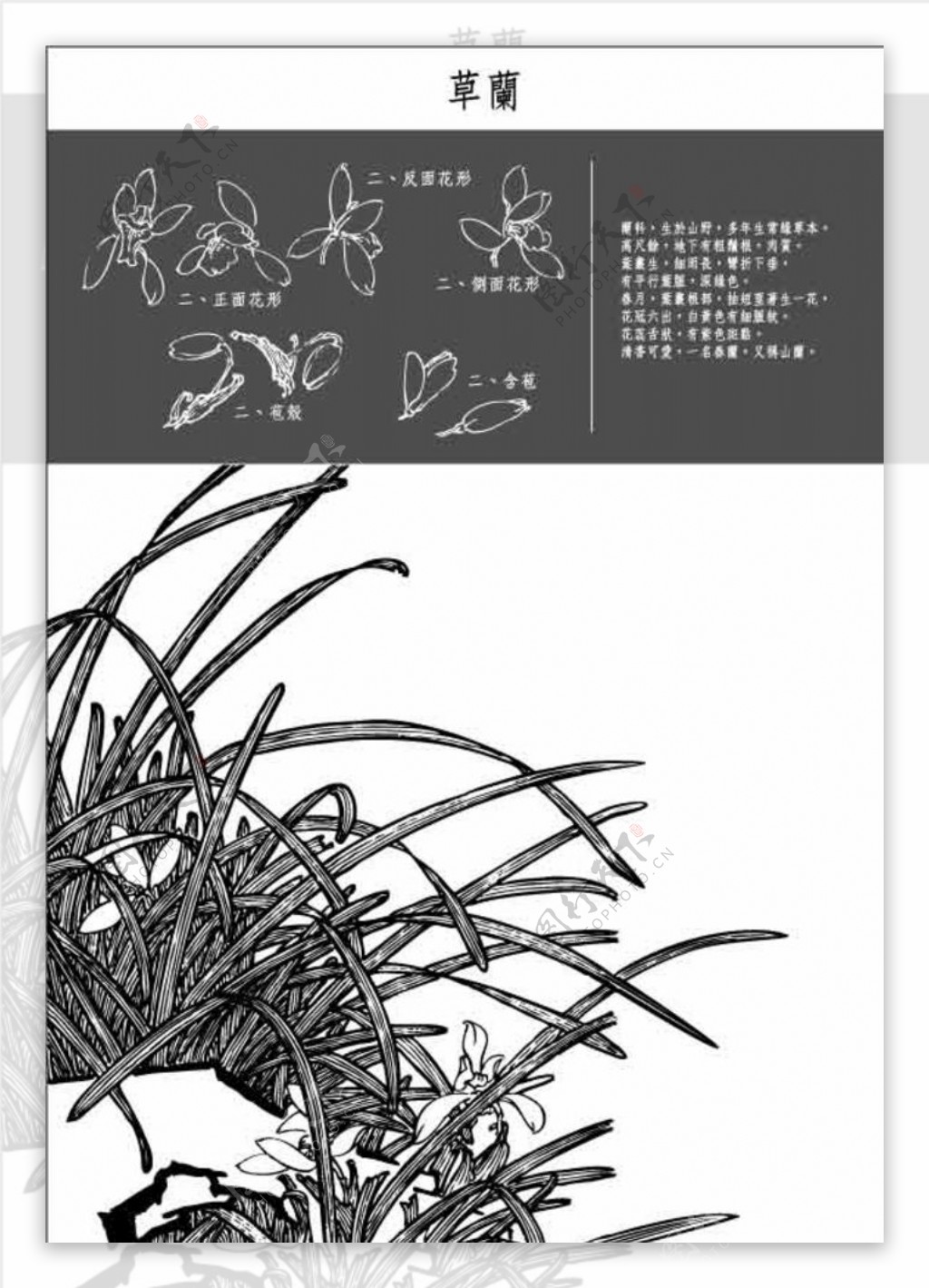 中国工笔画图谱草蘭