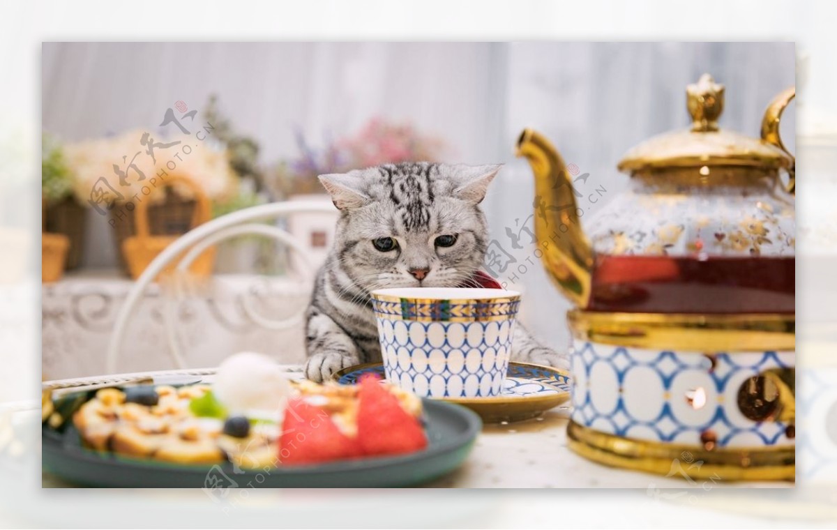 小猫宠物美食餐具背景