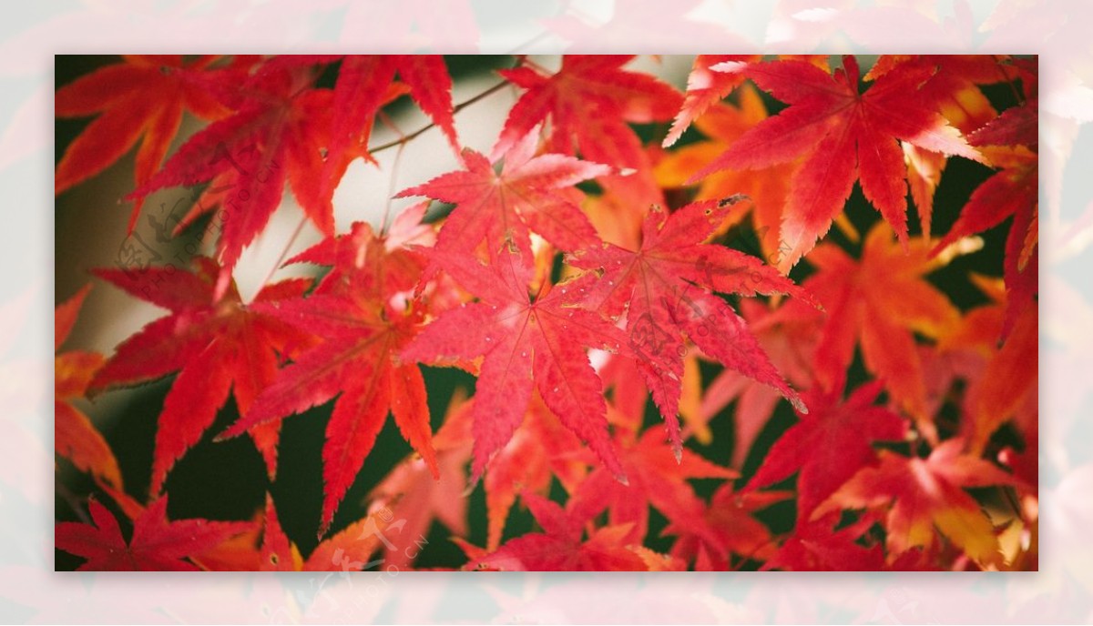 红色的枫叶摄影美图