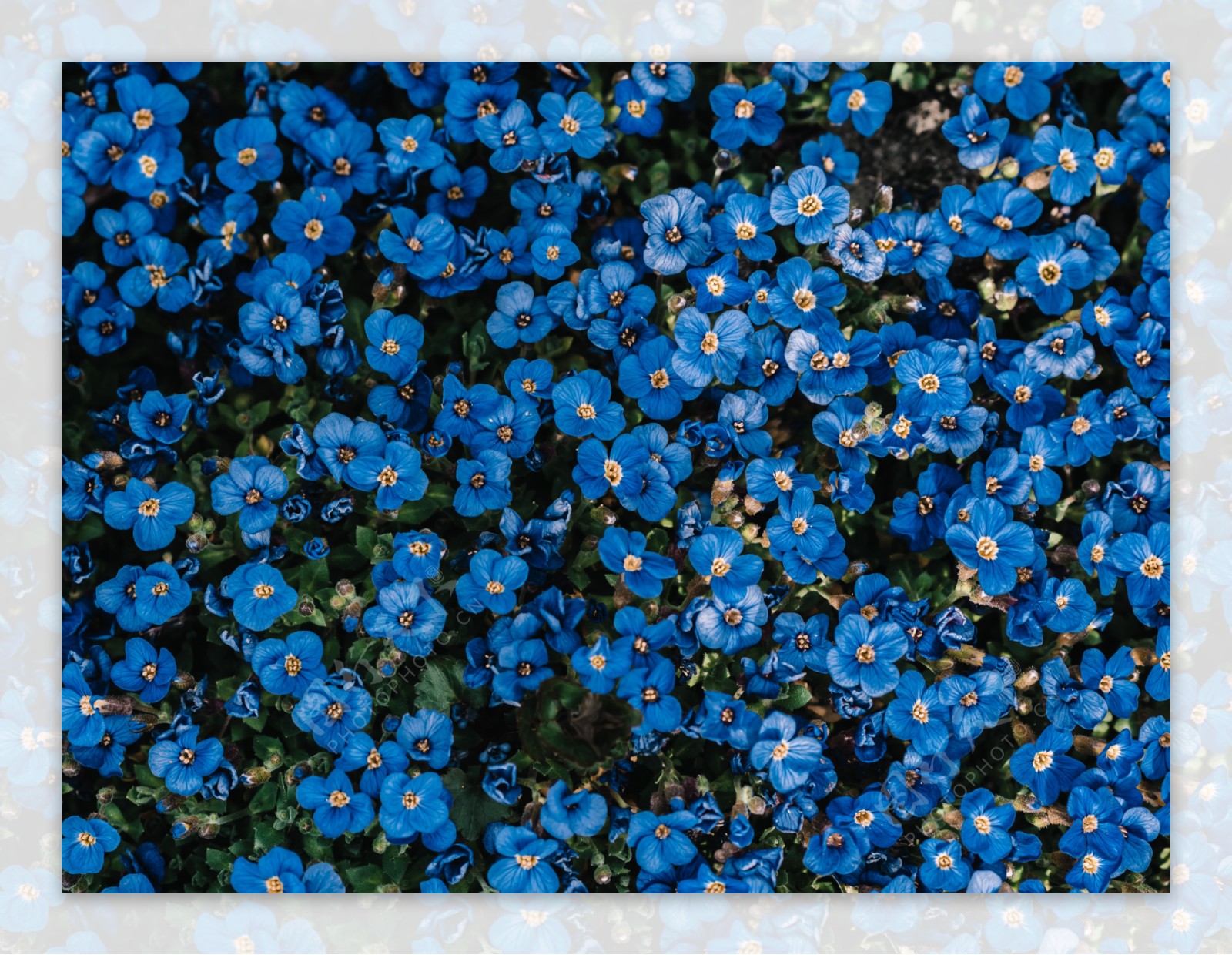 蓝色花丛