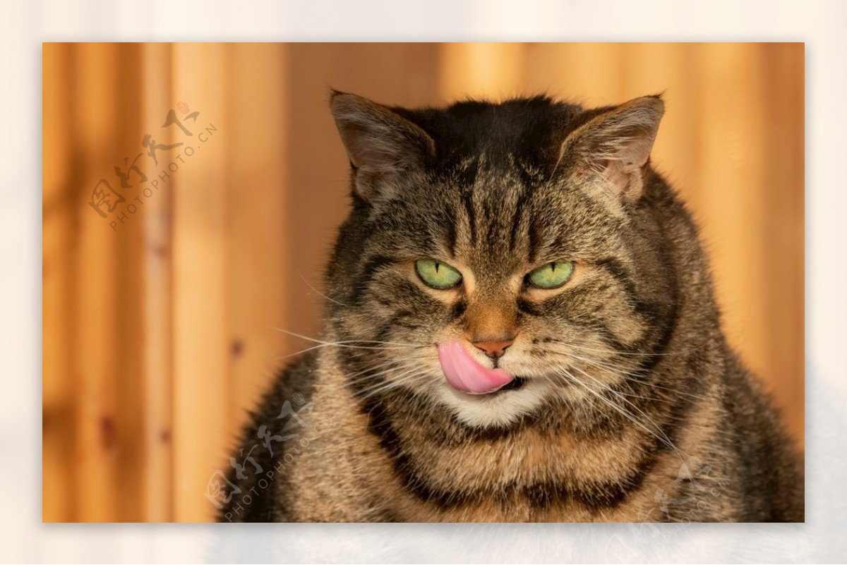 家貓舌吻部凝视動物照