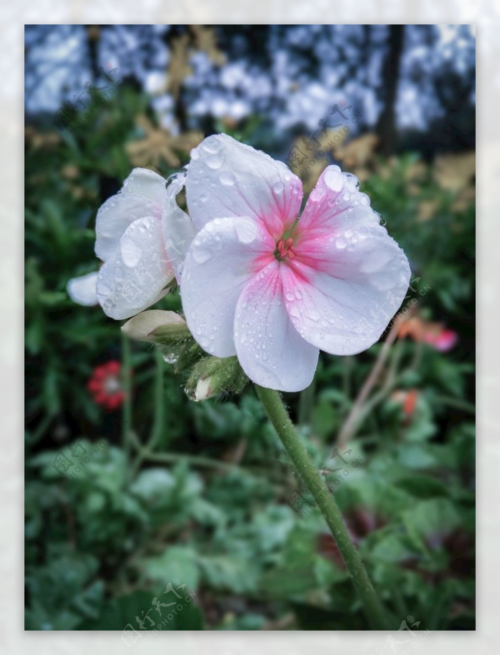 天竺葵粉色花朵水珠露珠