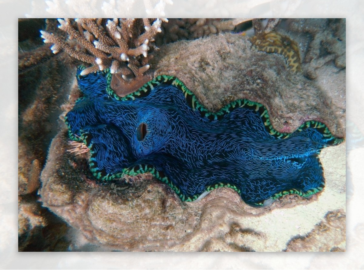 海底的珊瑚