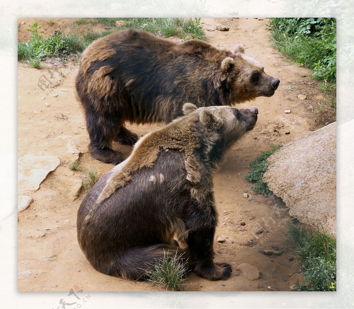 熟睡的两只棕熊可爱动物壁纸-壁纸图片大全