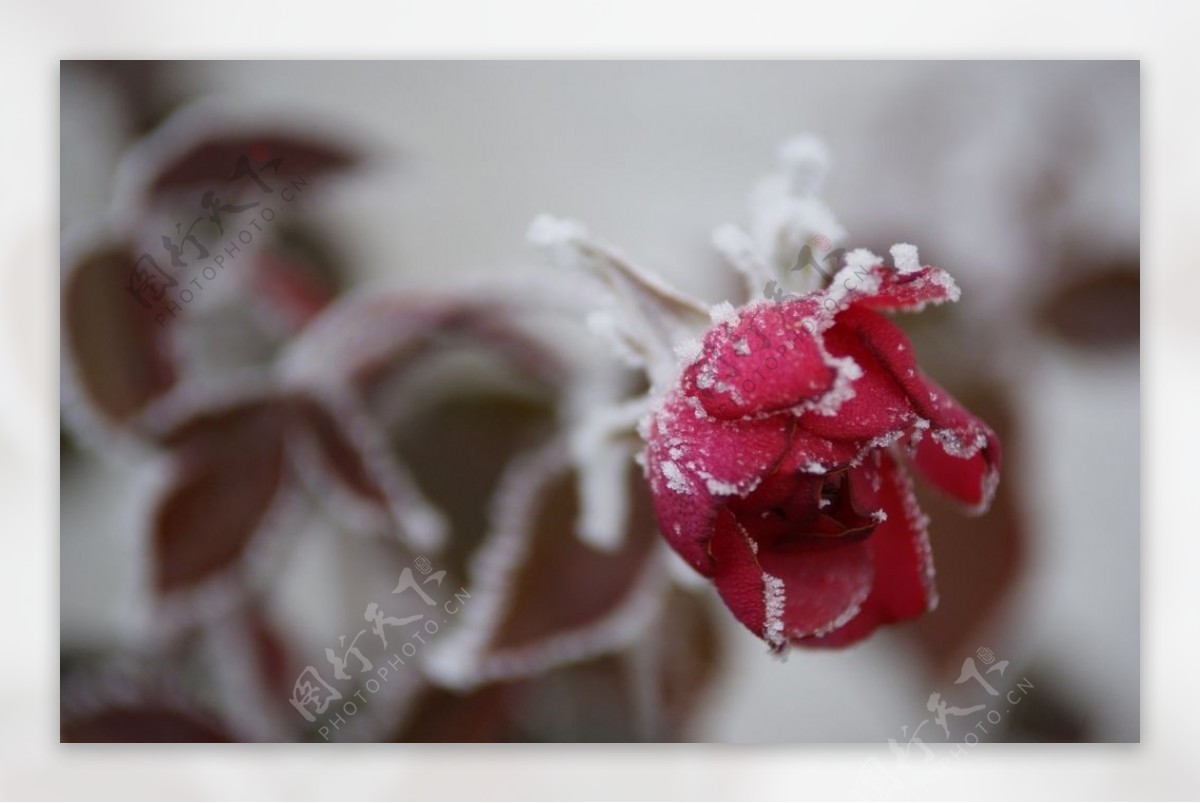 冬季冰挂植物摄影美图