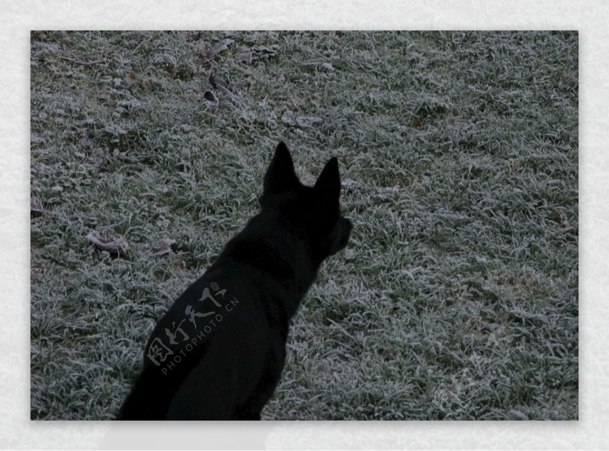 狗黑色轮廓动物