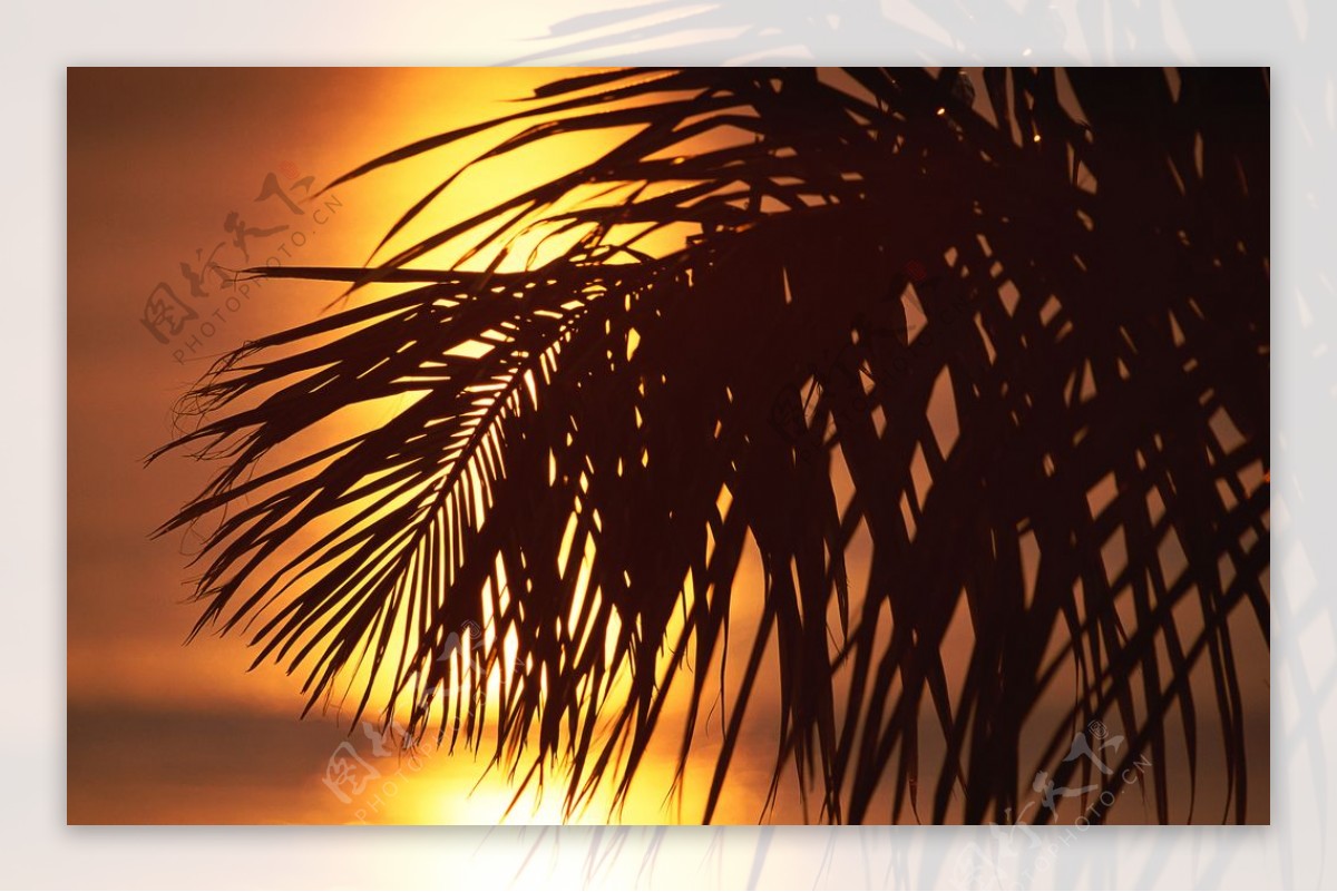 美景夕阳椰树